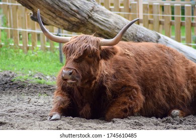 Scottish Highland Cow Closeup Zoo Stock Photo 1745610485 | Shutterstock