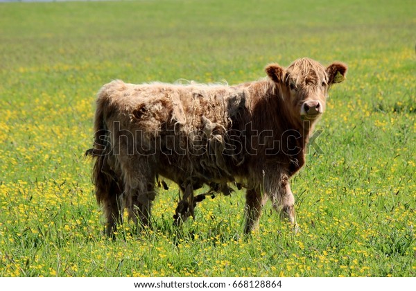 Scottish Highland Cow Female Green Yellow Animals Wildlife