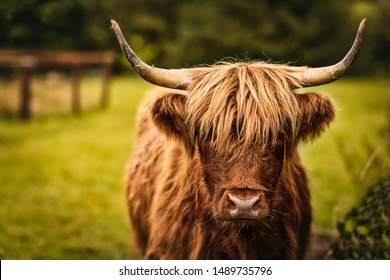 Irish highland cattle Images, Stock Photos & Vectors | Shutterstock