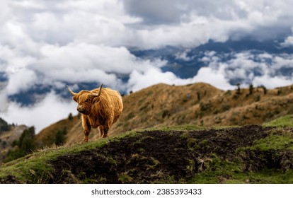 Scottish highland cow grazing in the mountains of the dolomites in Italy - Powered by Shutterstock
