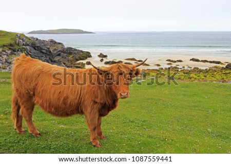Scottish Highland Cow, Isle of Lewis and Harris, Scotland, United Kingdom UK, Europe