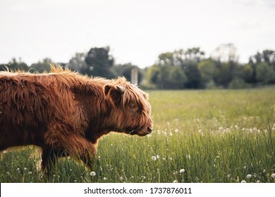 Scottish Highland Cow in the meadows  Close  Up Of Highland Cattle On Field