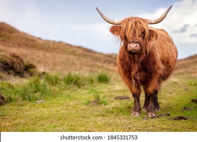 Scottish Highland Cow on the Isle of Skye, Scotland with copy space - Shutterstock ID 1845331753