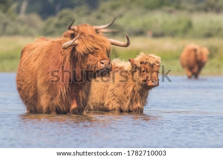Scottish Highland Cows in the Netherlands