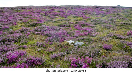 Scottish Highland Landscape In Cairngorms National Park , Green Hills Covered With Beautiful Puple Flowers Carpetes Of Heather Plants. Scotland, Summer Cloudy Day