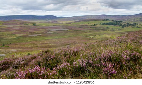 Scottish Highland Landscape In Cairngorms National Park , Green Hills And Mountains, Moorland Peet And Beautiful Puple Flowers Of Heather Plants. . Scotland, Summer Cloudy Day