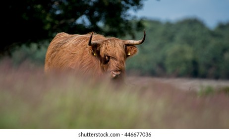 Scottish Highlander