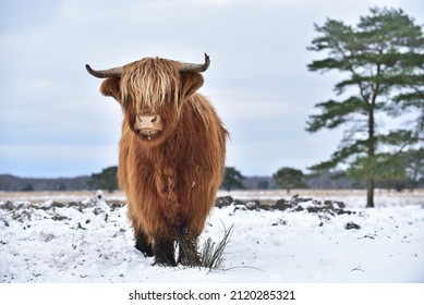 Scottish Highlander Cow betrachtet Sie in einer natürlichen Winterlandschaft