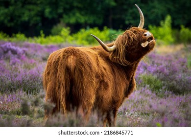 Scottish highlander cow in the meadow - Powered by Shutterstock