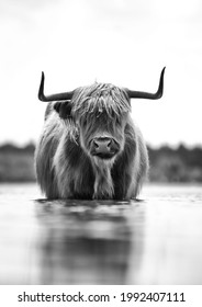 Scottish highlander cow in national park in the Netherlands! 