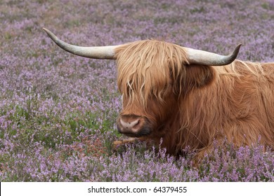 Scottish Highlander Cow In Purple Heather