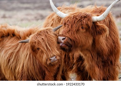 Scottish highlander or Highland cow cattle (Bos taurus taurus) mother showing affection to her calf in Deelerwoud in the Netherlands.  - Shutterstock ID 1922433170