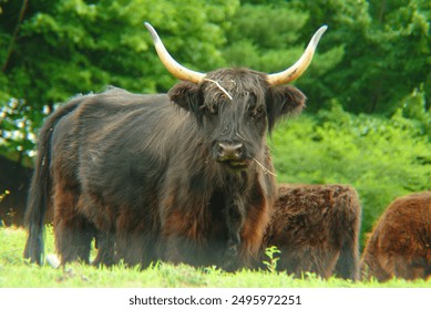 Scottish Highlander observing me while at the fence line.