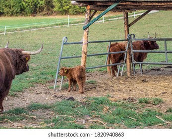 Scottish Highlands Cattle Family Grazing