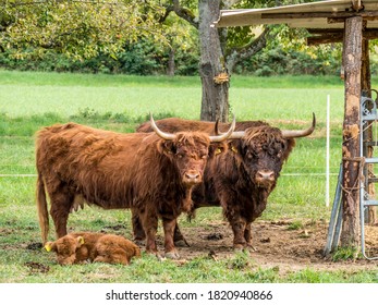 Scottish Highlands Cattle Family Grazing