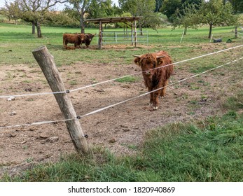 Scottish Highlands Cattle Family Grazing