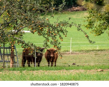 Scottish Highlands Cattle Family Grazing