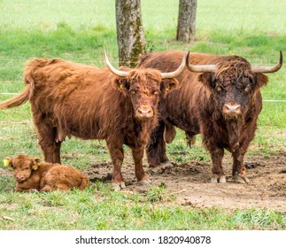 Scottish Highlands Cattle Family Grazing