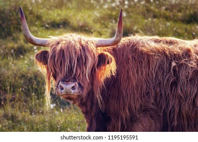 Scottish Highland Cow Highlands Stock Photo (Edit Now) 1584402655