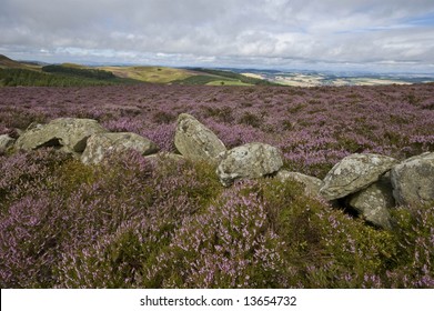 Scottish Highlands - Heather