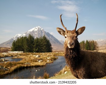 Scottish Highlands Stag In Glencoe