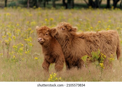 751 Highland Cow With Flower Images, Stock Photos & Vectors | Shutterstock