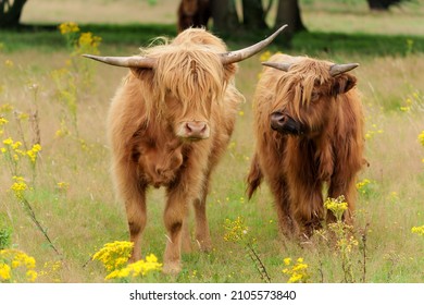 751 Highland Cow With Flower Images, Stock Photos & Vectors 