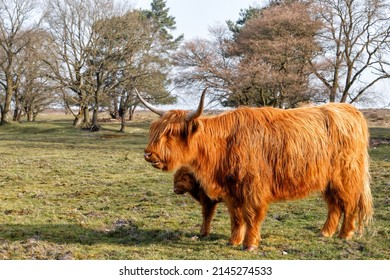751 Highland Cow With Flower Images, Stock Photos & Vectors | Shutterstock