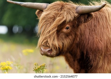 25,678 Highland cattle Images, Stock Photos & Vectors | Shutterstock