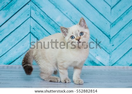 Scottish kitten