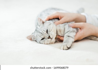 Scottish kitten in the hands of a girl.Funny gray cat.
