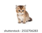 Scottish kitten with short paws, red color, age 1 month. Isolated on a white background.