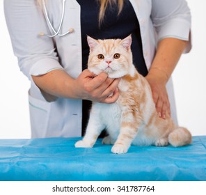 Chat Puce 6 579 Photos Et Images De Stock Shutterstock