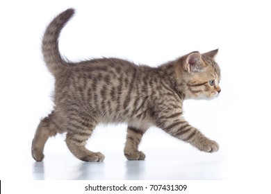 Walking Kitten Images, Stock Photos 