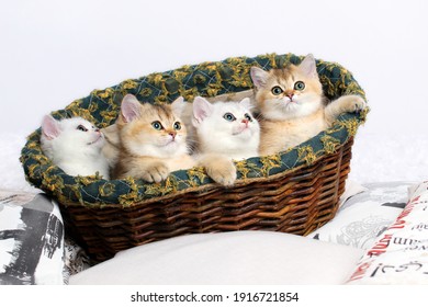 Scottish kittens in basket on calendar