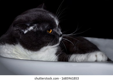 ねこ 横向き の画像 写真素材 ベクター画像 Shutterstock