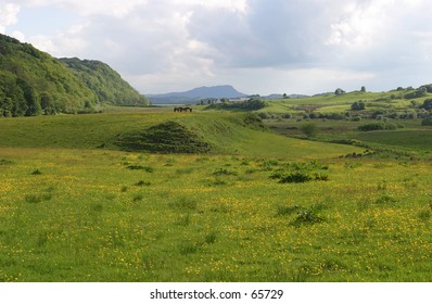 Scottish Meadow