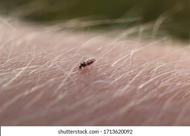 A Scottish Midge sucking blood from a humans arm