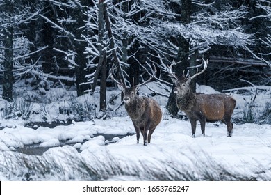 Scottish Red Deer (Cervus Elaphus) In Winter Snow In Scotland - Selective Focus