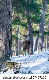 Scottish Red Deer Stag (Cervus Elaphus) In Snowy Winter Forest In Scotland