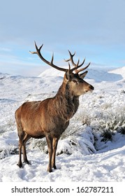 A Scottish Red Deer Stag on a snow covered Rannoch Moor, Glencoe, Scotland.