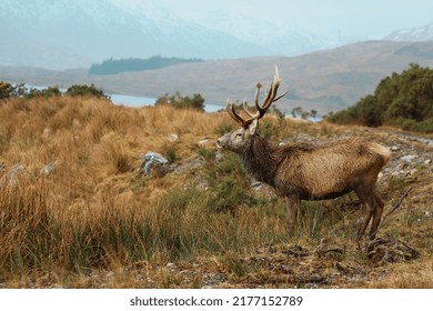 Scottish Red Deer Stag In Rainy Highlands Landscape