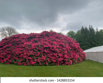 Scottish Rhododendron Bush Gordon Castle