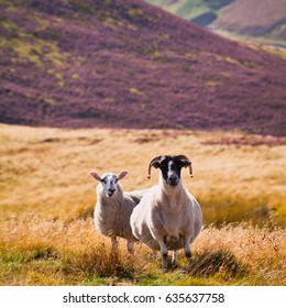 Scottish Sheep Grazing On The Meadow With Blooming Heather In Scotland.