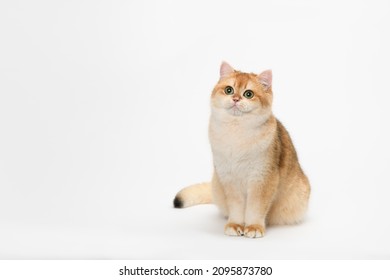 Scottish shorthair cat sitting down