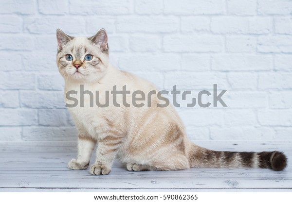 Scottish Straight Blue Point Cat Stock Photo Edit Now 590862365