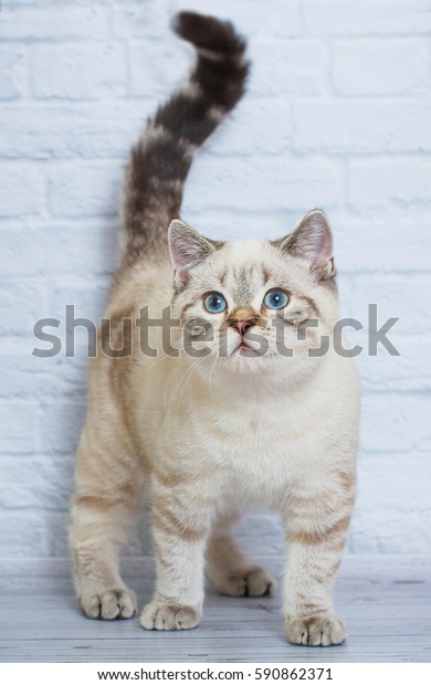 Scottish Straight Blue Point Cat Stock Photo Edit Now 590862371