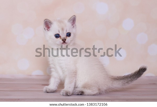 Scottish Straight Blue Point Kitten Stock Photo Edit Now 1383172106