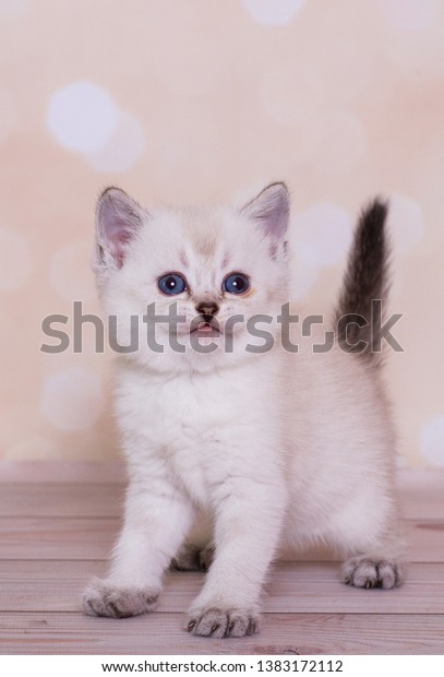 Scottish Straight Blue Point Kitten Stock Photo Edit Now 1383172112