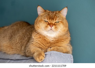 Scottish Straight Boy Lying On Grey Couch. Purebred Cat.